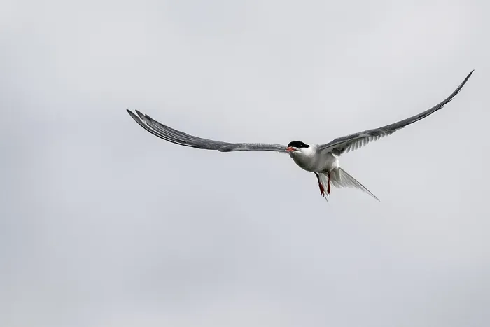 Framed Print : Common Tern Print, Schleswig-Holstein, Germany Framed Print : Common Tern Print, Schleswig-Holstein, Germany