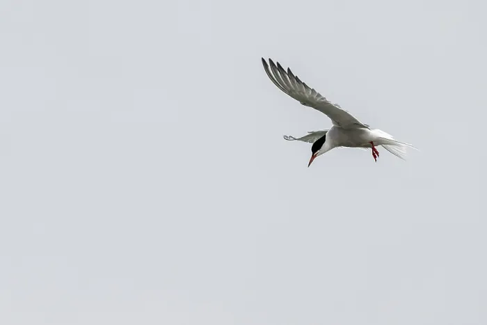 Framed Print : Common Tern Print, Schleswig-Holstein, Germany Framed Print : Common Tern Print, Schleswig-Holstein, Germany