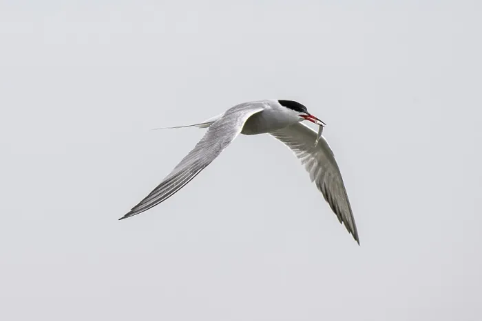 Framed Print : Common Tern Print, Schleswig-Holstein, Germany Framed Print : Common Tern Print, Schleswig-Holstein, Germany