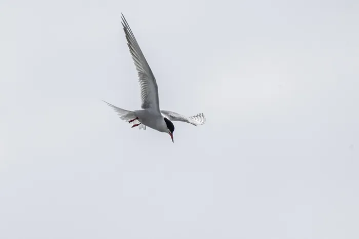 Framed Print : Common Tern Print, Schleswig-Holstein, Germany Framed Print : Common Tern Print, Schleswig-Holstein, Germany