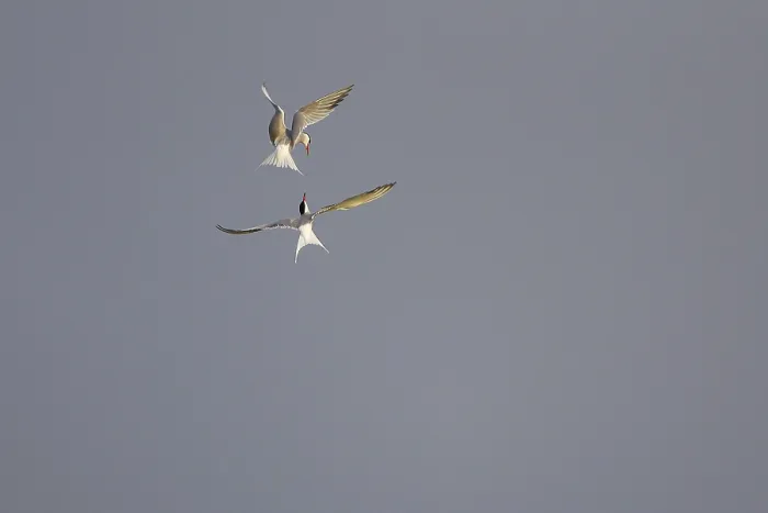 Framed Print : Common Terns in Flight Print, Texel, The Netherlands