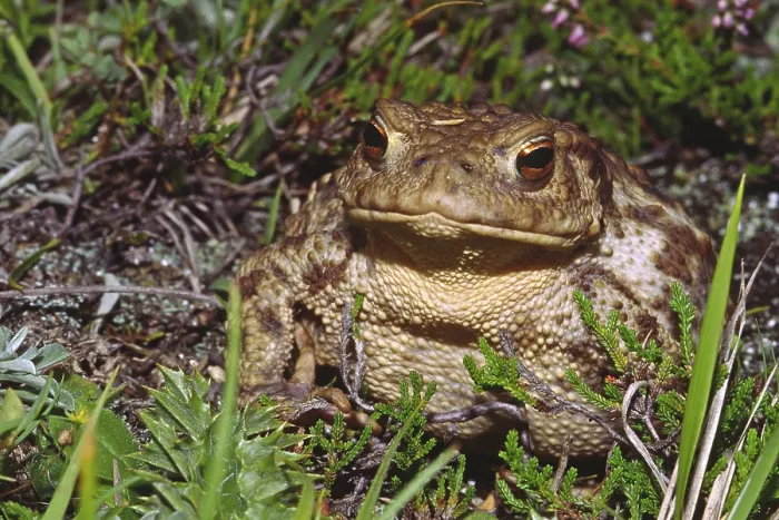 Framed Print : Common Toad Print, Bufo bufo Framed Print : Common Toad Print, Bufo bufo