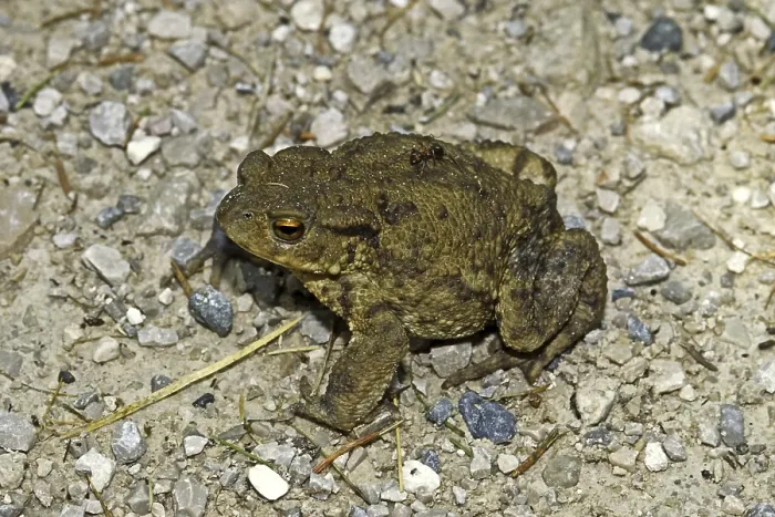 Framed Print : Bufo Bufo Print - Common Toad Framed Print : Bufo Bufo Print - Common Toad