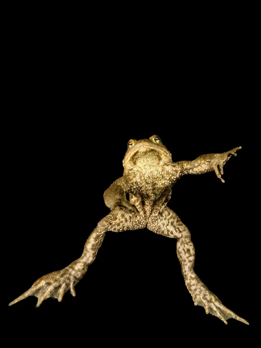 Framed Print : Common toad underwater Print, Styria, Austria Framed Print : Common toad underwater Print, Styria, Austria
