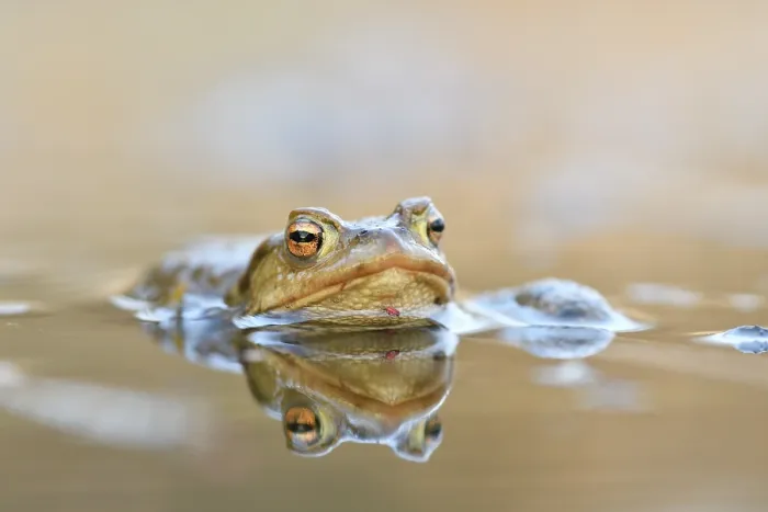 Framed Print : Common Toad in Water Print, Saxony-Anhalt, Germany