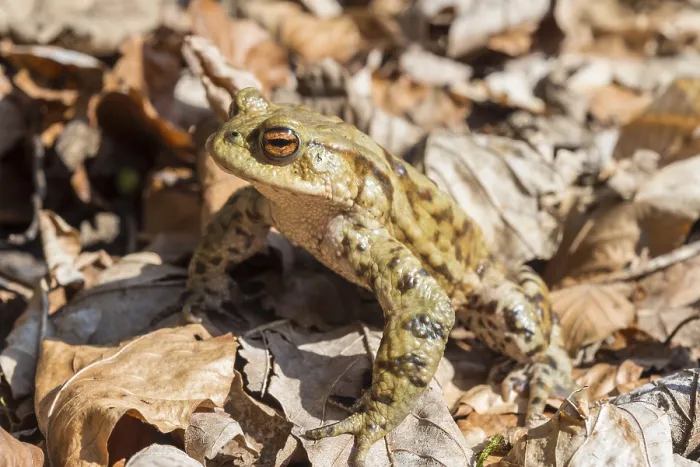 Framed Print : Common toad (Bufo bufo) print, mating season, Bavaria, Germany Framed Print : Common toad (Bufo bufo) print, mating season, Bavaria, Germany