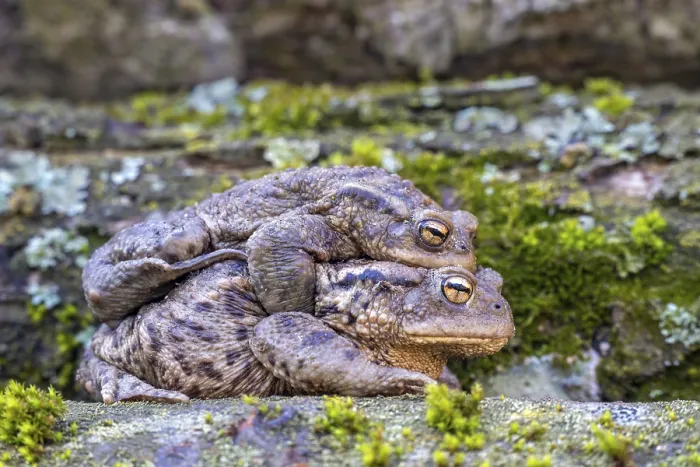 Framed Print : Common Toad (Bufo bufo) Mating Print, Austria Framed Print : Common Toad (Bufo bufo) Mating Print, Austria