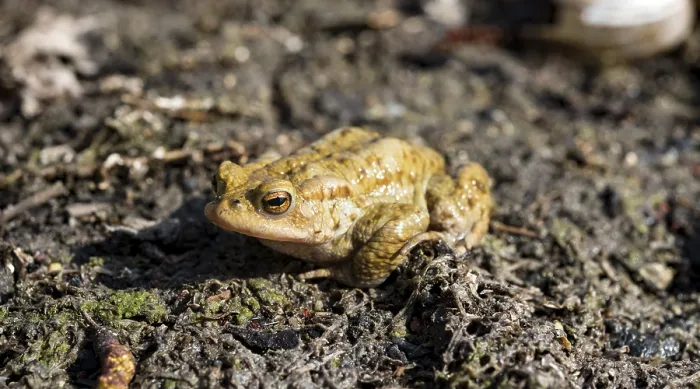 Framed Print : Common Toad Mating Season Print Framed Print : Common Toad Mating Season Print