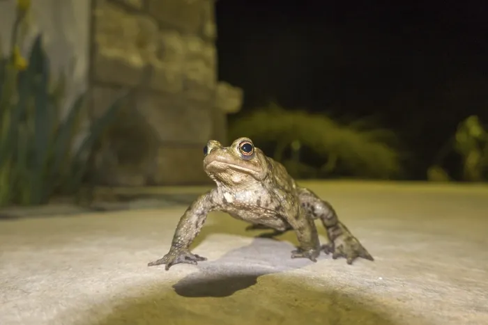 Framed Print : Common toad (Bufo bufo) at night on a terrace Print, Germany Framed Print : Common toad (Bufo bufo) at night on a terrace Print, Germany