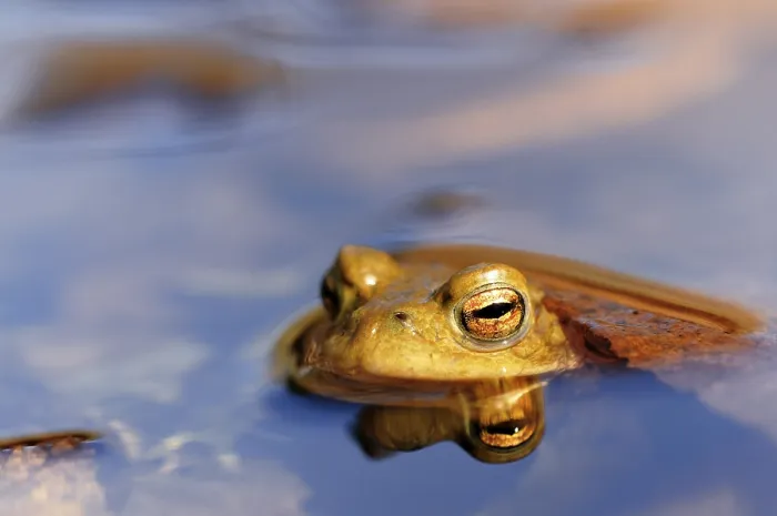 Framed Print : Common toad print, Bufo bufo reflected in water Framed Print : Common toad print, Bufo bufo reflected in water