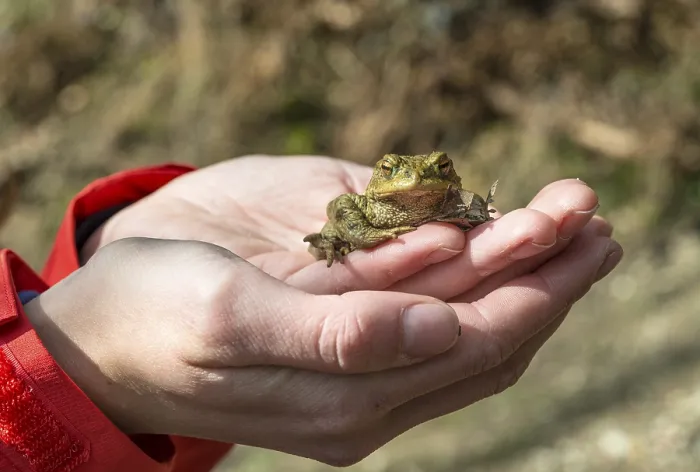 Framed Print : Common Toad on Hand Print, Stallauer Weiher, Germany