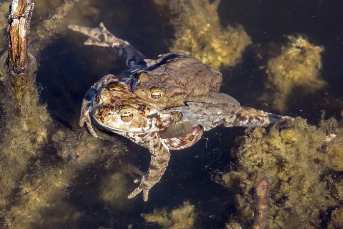 Framed Print : Common toad in water mating Print, Oberstdorf, Germany Framed Print : Common toad in water mating Print, Oberstdorf, Germany