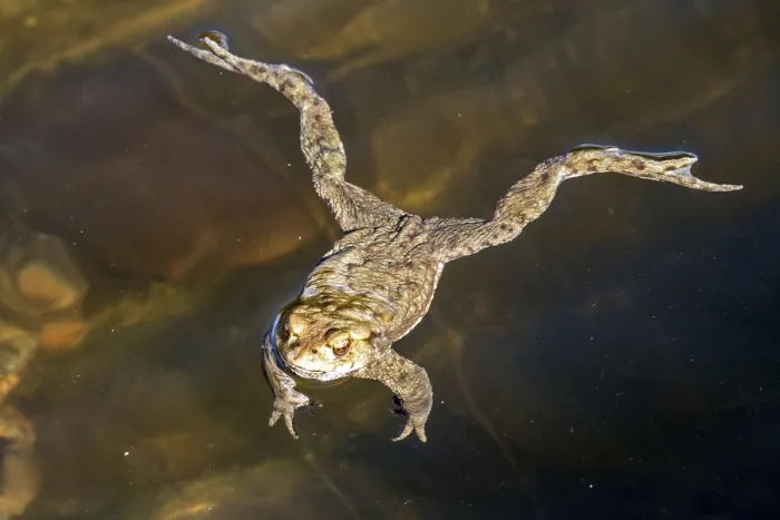 Framed Print : Common Toad in Water Print, Oberstdorf, Germany Framed Print : Common Toad in Water Print, Oberstdorf, Germany