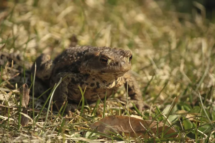 Framed Print : A Common Toad Print on Grass Framed Print : A Common Toad Print on Grass
