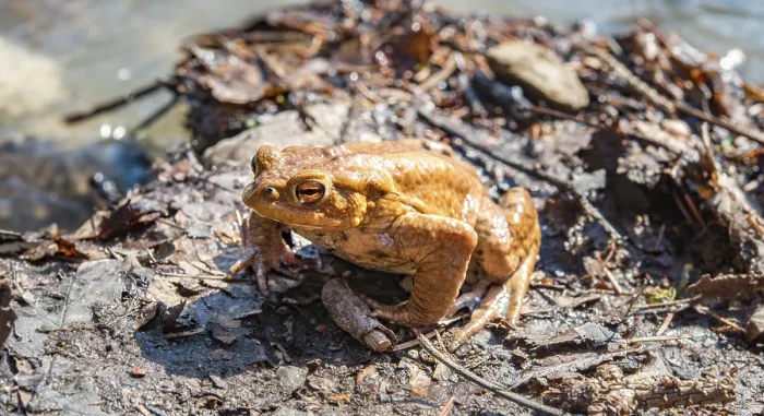 Framed Print : Common Toads Mating at Water, Print Framed Print : Common Toads Mating at Water, Print