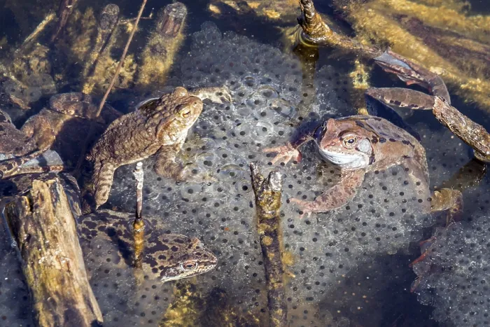 Framed Print : Three Common Toads on Spawn Print, Oberstdorf, Germany Framed Print : Three Common Toads on Spawn Print, Oberstdorf, Germany