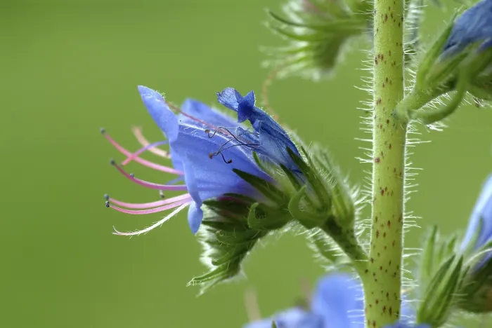 Framed Print : Common Viper's-Bugloss Print (Echium vulgare) Framed Print : Common Viper's-Bugloss Print (Echium vulgare)