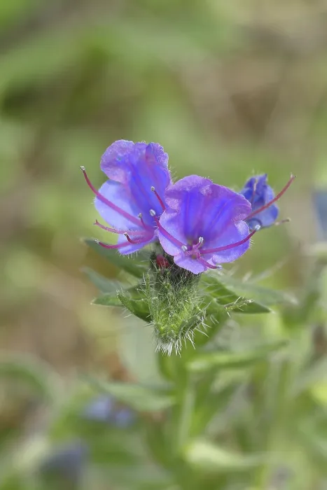 Framed Print : Print of Common Viper's Bugloss (Echium vulgare) in Bloom Framed Print : Print of Common Viper's Bugloss (Echium vulgare) in Bloom