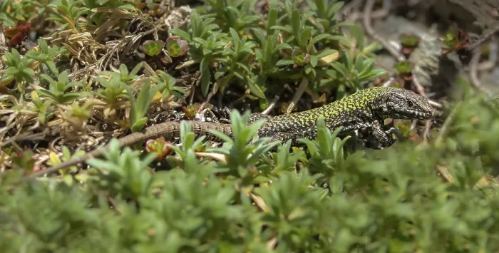 Framed Print : Common Wall Lizard Print Framed Print : Common Wall Lizard Print