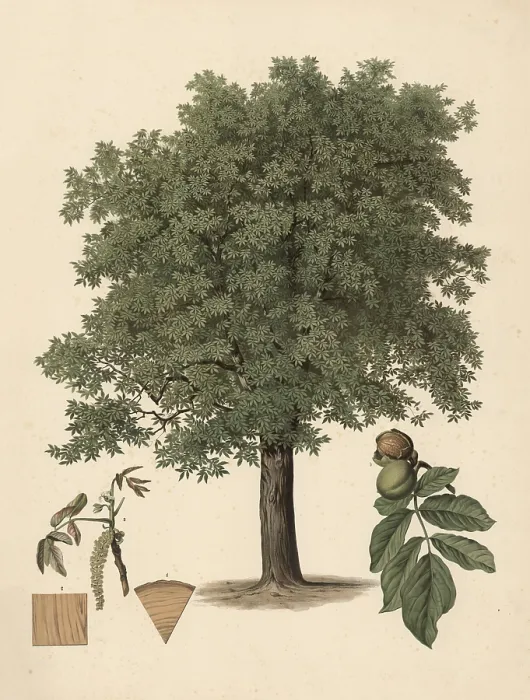 Framed Print : The Common Walnut Tree Print, Juglans regia Framed Print : The Common Walnut Tree Print, Juglans regia