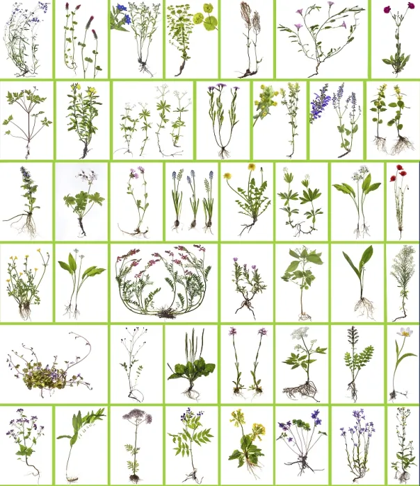 Framed Print : Wild Plants Print, Bavaria, Germany Framed Print : Wild Plants Print, Bavaria, Germany