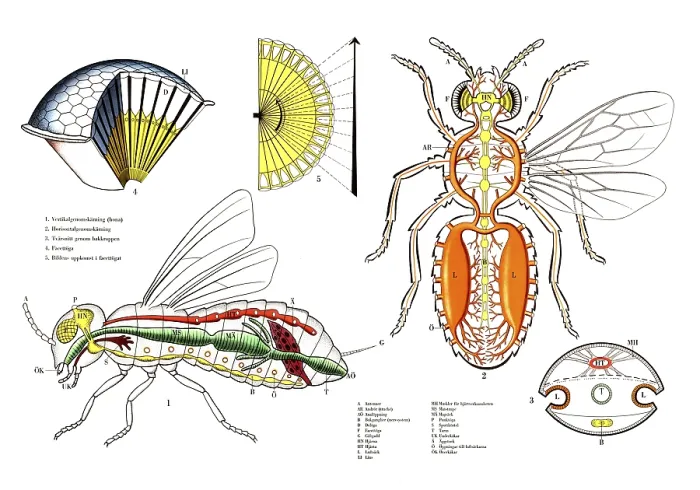Framed Print : Historical Print of Fly Anatomy and Physiology Framed Print : Historical Print of Fly Anatomy and Physiology