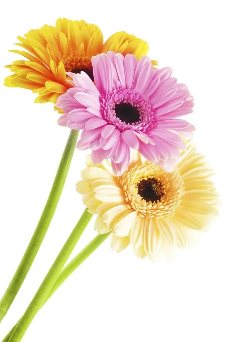 Framed Print : Gerbera Flower Print - Composition with Three Blooms Framed Print : Gerbera Flower Print - Composition with Three Blooms