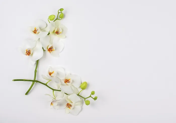 Framed Print : Composition with White Orchid Print Framed Print : Composition with White Orchid Print