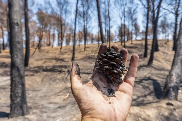 Framed Print : Print of a Burned Pine Cone in Scorched Forest Landscape Framed Print : Print of a Burned Pine Cone in Scorched Forest Landscape