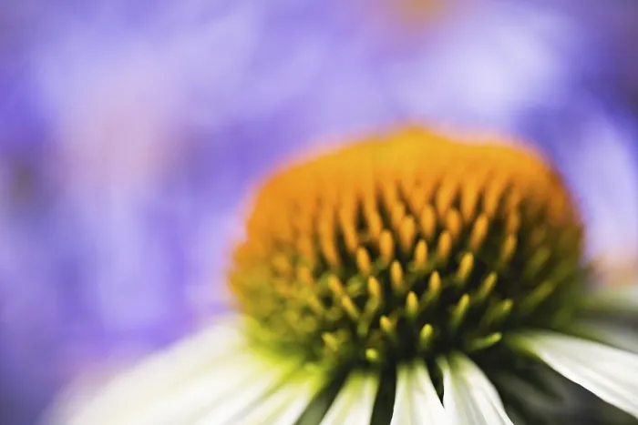 Framed Print : Echinacea Print - Soft Light Abstract Framed Print : Echinacea Print - Soft Light Abstract