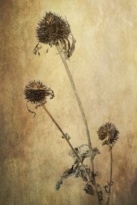 Framed Print : Coneflower Print - Withered Echinacea Flower Image Framed Print : Coneflower Print - Withered Echinacea Flower Image