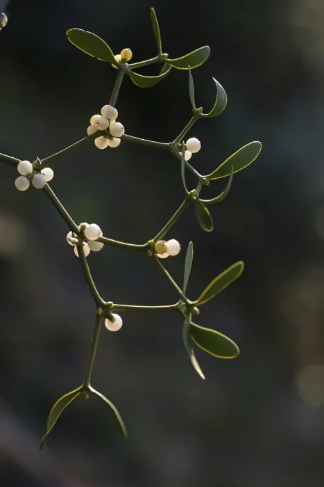 Framed Print : Conifer Mistletoe Print, Viscum Album Subsp. Abietis Framed Print : Conifer Mistletoe Print, Viscum Album Subsp. Abietis