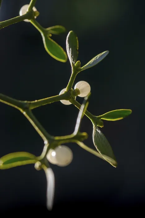 Framed Print : Conifer Mistletoe Print, Viscum Album Subsp. Abietis Framed Print : Conifer Mistletoe Print, Viscum Album Subsp. Abietis