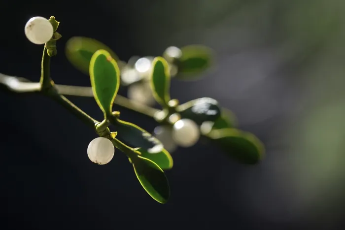 Framed Print : Viscum album subsp. abietis Print, Conifer Mistletoe Framed Print : Viscum album subsp. abietis Print, Conifer Mistletoe