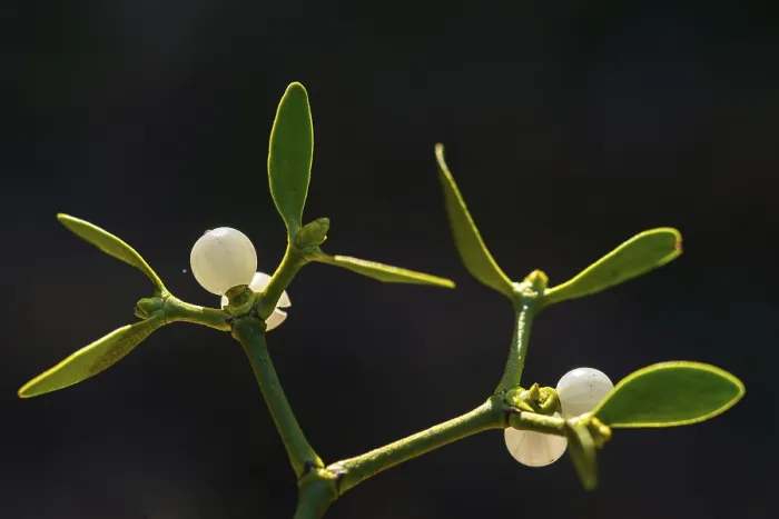 Framed Print : Conifer Mistletoe Print - Viscum album subsp. abietis Framed Print : Conifer Mistletoe Print - Viscum album subsp. abietis