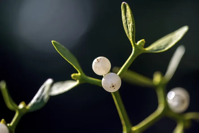 Framed Print : Conifer Mistletoe Print - Viscum album subsp. abietis Framed Print : Conifer Mistletoe Print - Viscum album subsp. abietis