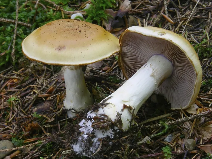 Framed Print : Contrary Webcap Print - Cortinarius varius Framed Print : Contrary Webcap Print - Cortinarius varius