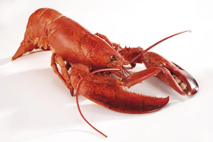 Framed Print : Print of Cooked Lobster Framed Print : Print of Cooked Lobster