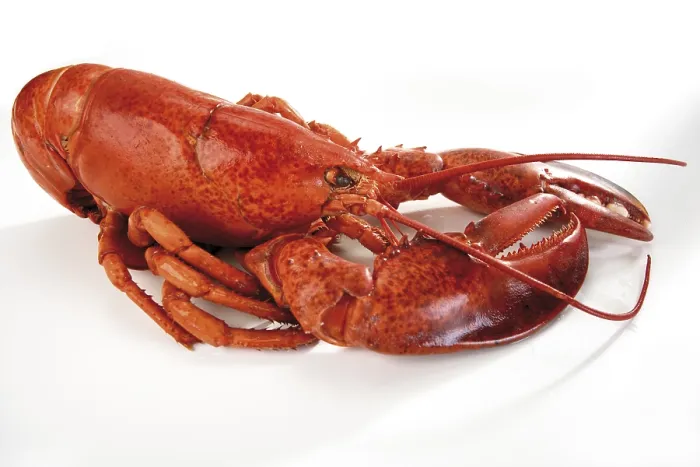 Framed Print : Print of Cooked Lobster Framed Print : Print of Cooked Lobster