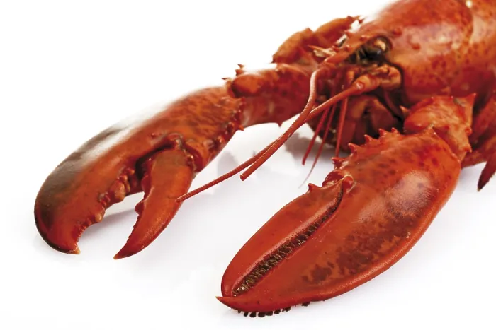 Framed Print : Print of Cooked Lobster Framed Print : Print of Cooked Lobster