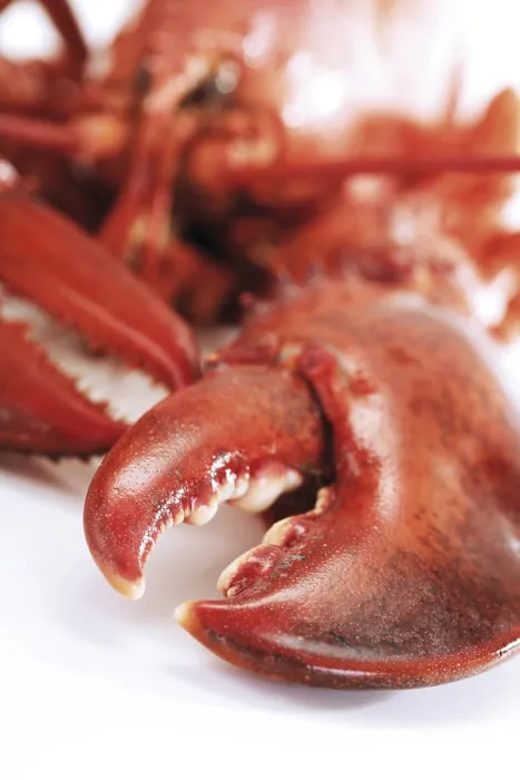 Framed Print : Cooked Lobster Print Framed Print : Cooked Lobster Print