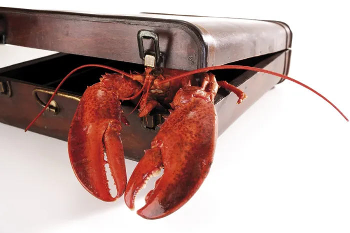 Framed Print : Print of Cooked Lobster in Suitcase Framed Print : Print of Cooked Lobster in Suitcase