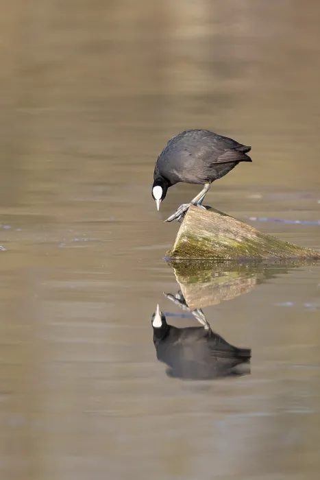 Framed Print : Coot Reflected in Water Print, Ruhrpott, Germany Framed Print : Coot Reflected in Water Print, Ruhrpott, Germany