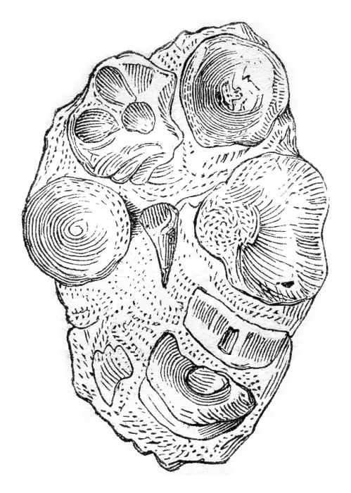 Framed Print : Vintage Print of Ichthyosaur Coprolite, 1844 Framed Print : Vintage Print of Ichthyosaur Coprolite, 1844