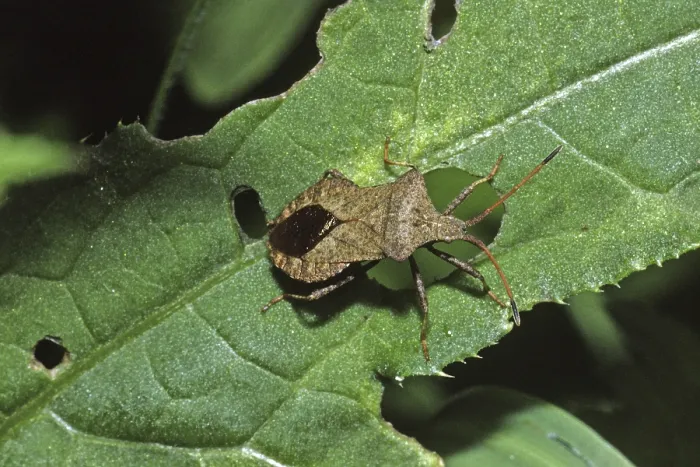 Framed Print : Coreus marginatus Print - Fringe Bug Framed Print : Coreus marginatus Print - Fringe Bug
