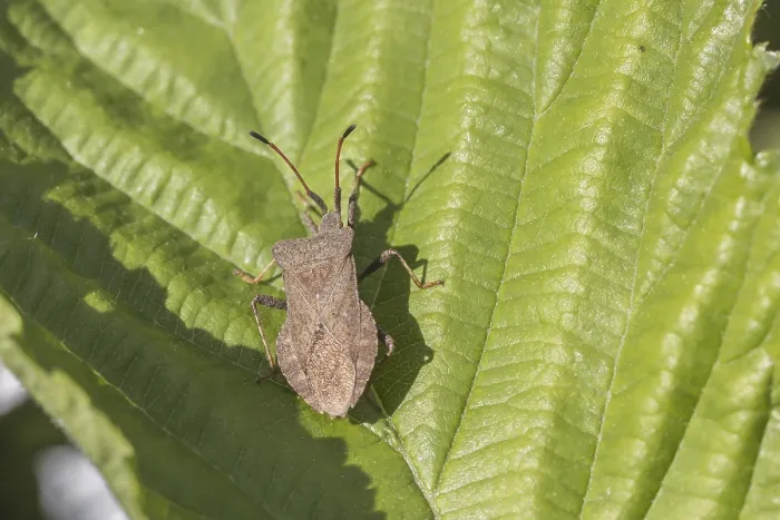 Framed Print : Coreus marginatus Print - Brown Squash Bug Framed Print : Coreus marginatus Print - Brown Squash Bug