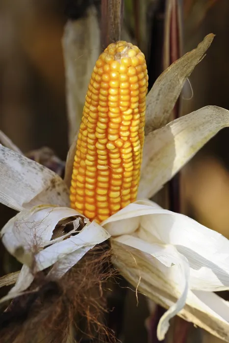Framed Print : Corn Cob Print Framed Print : Corn Cob Print