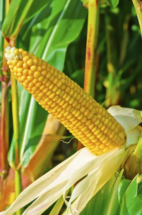 Framed Print : Print of Fresh Corn on the Cob Framed Print : Print of Fresh Corn on the Cob