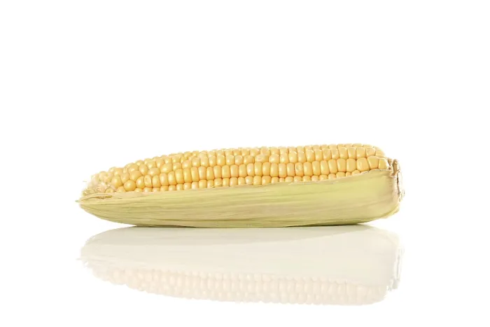 Framed Print : Corn on the Cob Print (Zea mays)