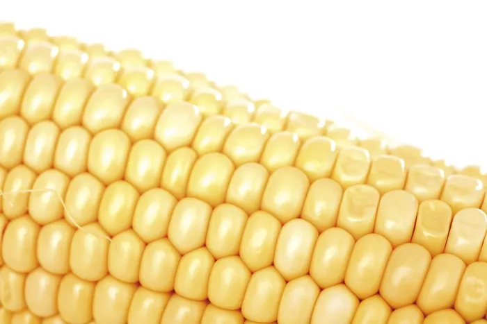 Framed Print : Corn on the Cob Print (Zea mays) Framed Print : Corn on the Cob Print (Zea mays)